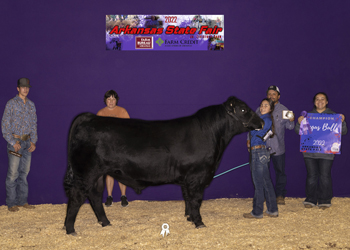 Grand Champion Bull