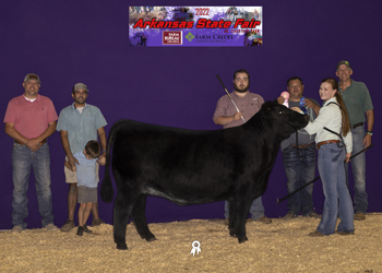 Grand Champion Bred-and-owned Female