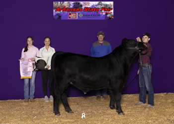 Reserve Grand Champion Bull