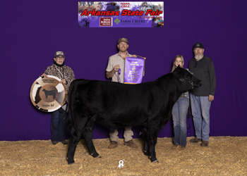 Grand Champion Bull