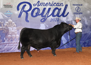 Senior Champion Bull