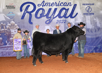 Grand Champion Bull