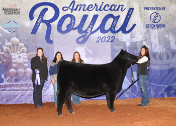 Intermediate Champion Heifer