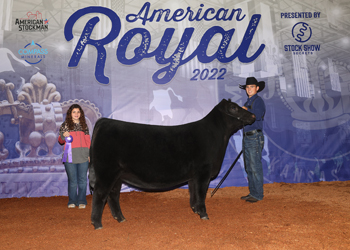 Senior Heifer Calf Champion