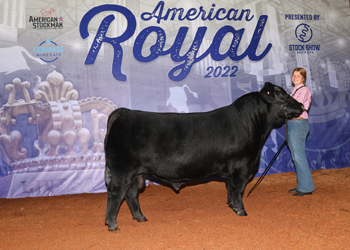 Junior Champion Bull