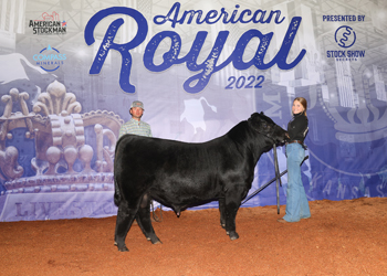 Reserve Senior Bull Calf Champion