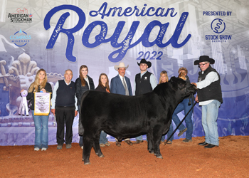 Reserve Grand Champion Bull