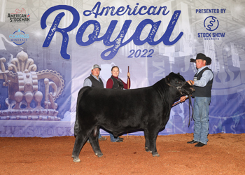 Junior Bull Calf Champion