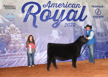 Reserve Junior Heifer Calf Champion