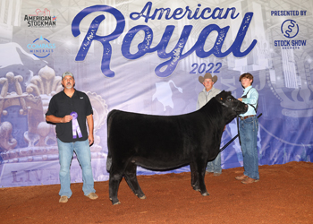 Intermediate Champion Heifer