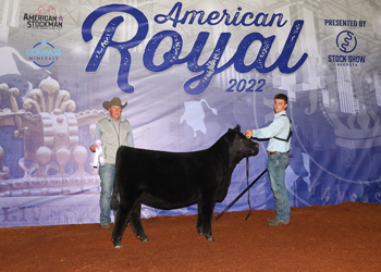 Reserve Junior Heifer Calf Champion