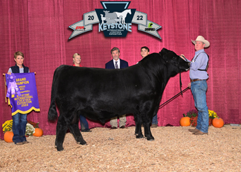 Grand Champion Bull