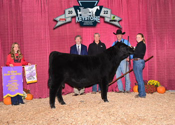 Reserve Grand Champion Bull