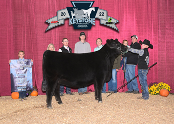 Grand Champion Bred-and-owned Female