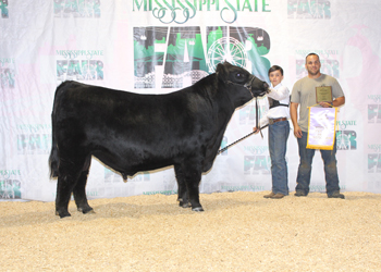 Reserve Grand Champion Bull