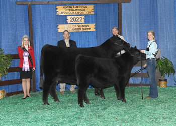 Reserve Grand Champion Cow-calf Pair