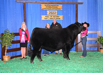 Senior Champion Bull