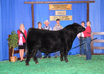 Reserve Junior Champion Bull