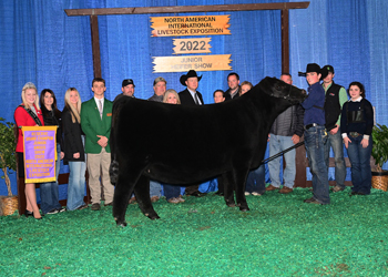 Junior Heifer Champion-Division 2