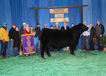 Grand Champion Bull