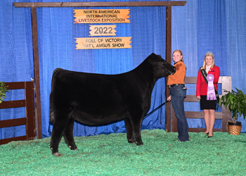 Reserve Junior Heifer Champion-Division2