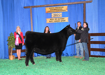 Reserve Intermediate Champion Heifer