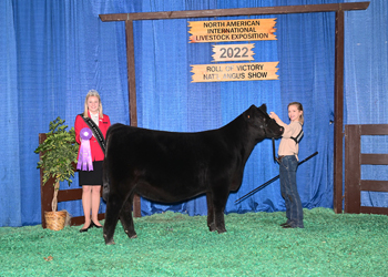 Senior Heifer Calf Champion-Division 1