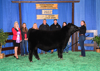 Reserve Senior Bull Calf Champion