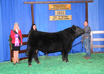 Intermediate Champion Bull