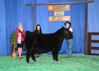 Reserve Junior Bull Calf Champion