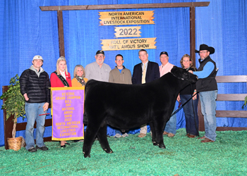 Reserve Grand Champion Bull