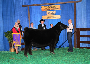 Intermediate Champion Heifer