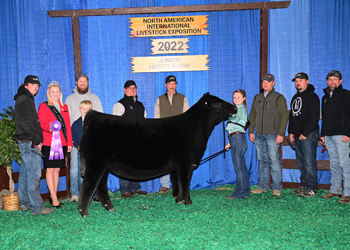 Junior Heifer Calf Champion - Div 3