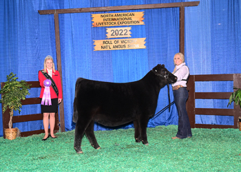 Junior Heifer Calf Champion - Div 2