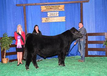 Senior Bull Calf Champion