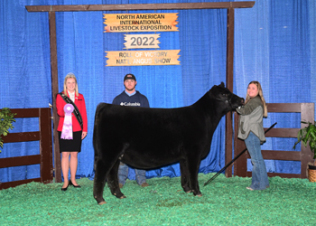 Reserve Junior Heifer Calf Champion - Div 3