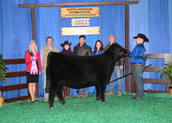 Bred-and-owned Intermediate Champion Heifer