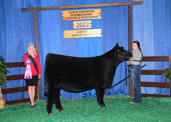 Champion Senior Heifer Calf - Division 2