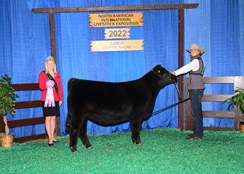 Bred-and-owned Reserve Senior Heifer Calf Champion