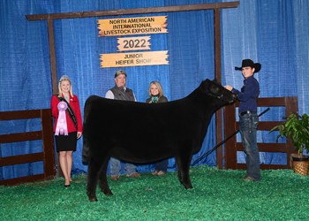 Reserve Champion Senior Heifer Calf - Division 2