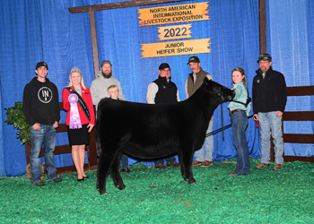 Reserve Champion Junior Heifer Calf - Division 1