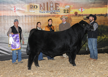 Grand Champion Bull