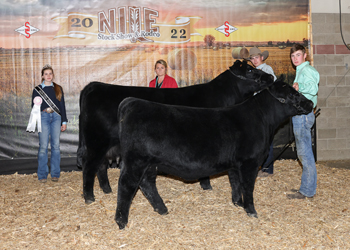 Reserve Grand Champion Cow-calf Pair