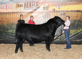 Grand Champion Bred-and-owned Bull