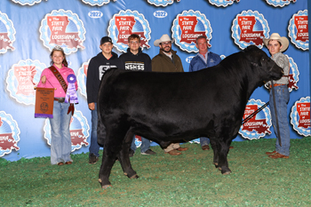 Reserve Grand Champion Bull