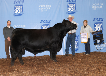 Reserve Grand Champion Bull