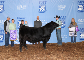 Grand Champion Bull