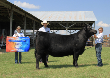 Grand Champion Owned Female