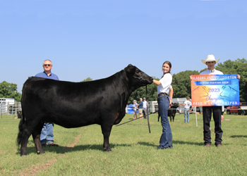 Grand Champion Bred-and-owned Female