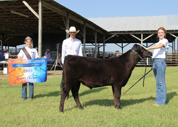 Reserve Grand Champion Steer